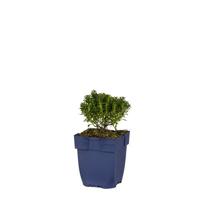 Iberis semp. Pink Ice vaste plant Griffioen - Griffioen - thumbnail