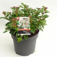 Sneeuwbal (Viburnum tinus “Lucidum”) heester - 30-40 cm (C4.5) - 9 stuks - thumbnail