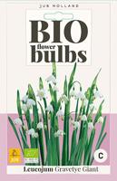 Bio leucojum gravetye giant 3 bollen - thumbnail