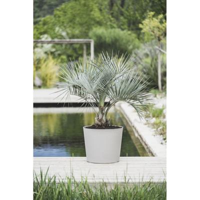 PoeTIC Pot Conisch Element 40 - Kalksteen