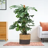 Monstera Deliciosa - Gatenplant - P27 - thumbnail