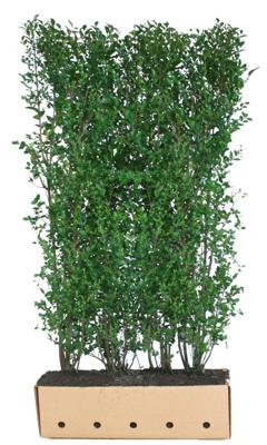 Kant & klaar haag Ligustrum ovalifolium 200 x 100 cm breed Liguster Quickhedge - Quickhedge