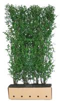 Kant & klaar haag Ligustrum ovalifolium 200 x 100 cm breed Liguster Quickhedge - Quickhedge - thumbnail