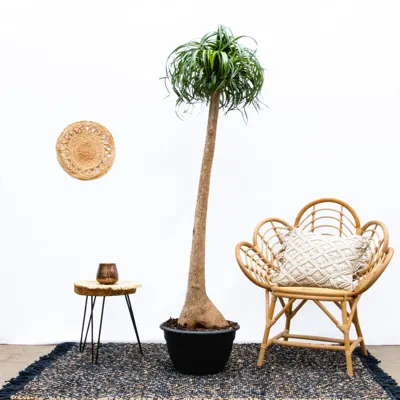 Beaucarnea Recurvata Nolina - Olifantspoot - P42 Beaucarnea Recurvata Nolina - Olifantspoot - P42