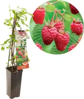 Herfstframboos (rubus idaeus "Heritage") fruitplanten - thumbnail