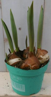 3 stuks! Tulp geel Voorjaarsbollen Warentuin Natuurlijk - Warentuin natuurlijk