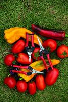 Ernte- u.Leseschere Gesamt-L.154mm FELCO - thumbnail