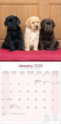 Labrador Retriever Mixed Kalender 2026 Labrador Retriever Mixed Kalender 2026