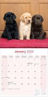 Labrador Retriever Mixed Kalender 2026 - thumbnail