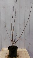 2 stuks! Cornus rood 60 cm Kornoelje Warentuin Natuurlijk - Warentuin natuurlijk - thumbnail