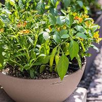 LECHUZA CUBETO Plantenpot Vrijstaand Polypropyleen (PP) Bruin, Zand Binnen/buiten - thumbnail