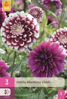 Dahlia blueberry fields - thumbnail