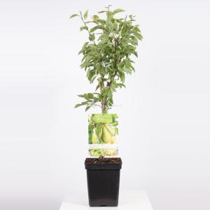 Pyrus communis Conference Hand- of bewaarpeer Patio fruitplant Fruithof - Fruithof Pyrus communis Conference Hand- of bewaarpeer Patio fruitplant Fruithof - Fruithof