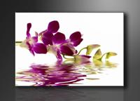Schilderij - Orchidee, Paars/Wit, 80X60cm, 1luik - thumbnail