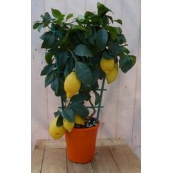 Citroen boompje 80 cm hoog Warentuin Natuurlijk - Warentuin natuurlijk