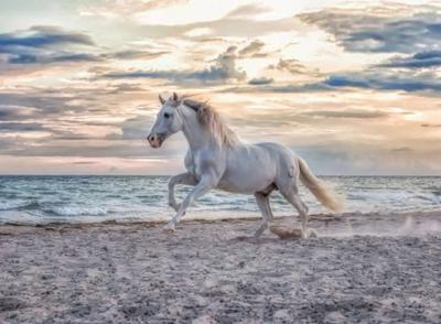 Ravensburger legpuzzel paard op het strand, 500st.