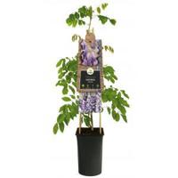 Blauwe Regen Wisteria Sinensis 120 cm klimplant - thumbnail