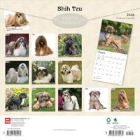Shih Tzu Kalender 2026 - thumbnail