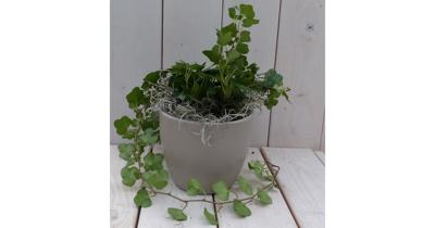 Klimop Hedrea donkergroen taupe pot 25 cm Warentuin Natuurlijk - Warentuin natuurlijk Klimop Hedrea donkergroen taupe pot 25 cm Warentuin Natuurlijk - Warentuin natuurlijk