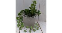 Klimop Hedrea donkergroen taupe pot 25 cm Warentuin Natuurlijk - Warentuin natuurlijk - thumbnail