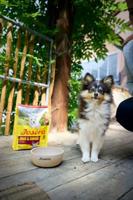 Voer Josera Mini Junior Zalm Eend 10 kg - thumbnail