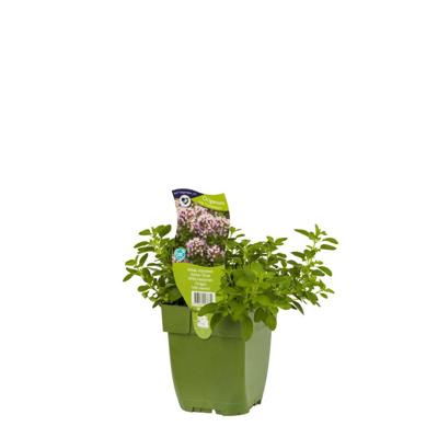 Wilde marjolein kruid Origanum vulgare Compactum Griffioen - Griffioen