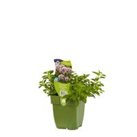 Wilde marjolein kruid Origanum vulgare Compactum Griffioen - Griffioen - thumbnail