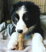 SYTA MICHA Puppy kauwbot - hondenkauwbot - 13,5 cm - thumbnail