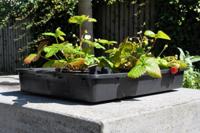 3 stuks! Container 15 L - Royal well - thumbnail