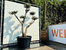 Olijfboom Pon Pon - Olea Europaea