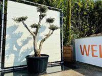 Olijfboom Pon Pon - Olea Europaea - thumbnail