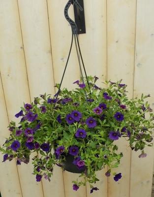 Hangplant Petunia Million Bells paars Warentuin Natuurlijk - Warentuin natuurlijk