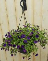 Hangplant Petunia Million Bells paars Warentuin Natuurlijk - Warentuin natuurlijk - thumbnail