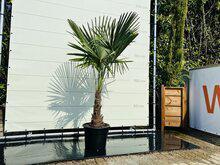 Palmboom - Trachycarpus Fortunei