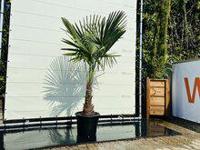 Palmboom - Trachycarpus Fortunei - thumbnail