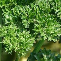 Peterselie zaden Moskrul 2 Grüne Perle BIO - thumbnail