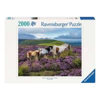 Ravensburger legpuzzel wild horses in the heather - 2000st. - thumbnail