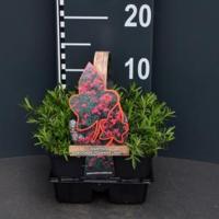 Steenanjer (dianthus deltoides "Flashing Light") bodembedekker - 6-pack - 1 stuks - thumbnail