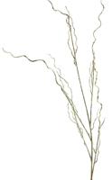 Twig spray gold 130cm - thumbnail