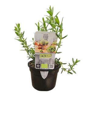 Puur kruiden Hyssopus officinalis - Hyssop biologisch
