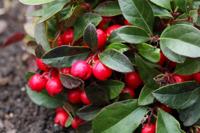 Bergthee - thumbnail