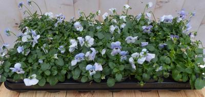 Bosviolen Violen lichtblauw 12 stuks in bak Viola Warentuin Natuurlijk - Warentuin natuurlijk