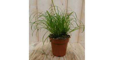 2 stuks! Kattengras Cyperus Warentuin Natuurlijk - Warentuin natuurlijk