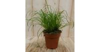 2 stuks! Kattengras Cyperus Warentuin Natuurlijk - Warentuin natuurlijk - thumbnail