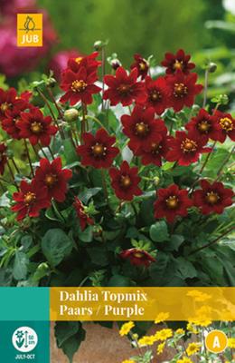 Dahlia Topmix Paars Bloembol JUB 1 bol - Jub