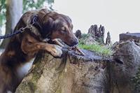 Trixie insect sticks met meelwormen - thumbnail