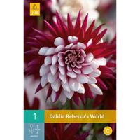 Dahlia Rebeccas world - thumbnail