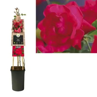 Klimroos (Rosa "Heidelberg") klimplant Klimroos (Rosa "Heidelberg") klimplant