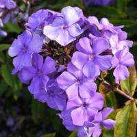 Vlambloem - thumbnail