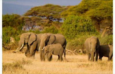 Tuindoek olifanten 210x140cm Customize-it - Customize it